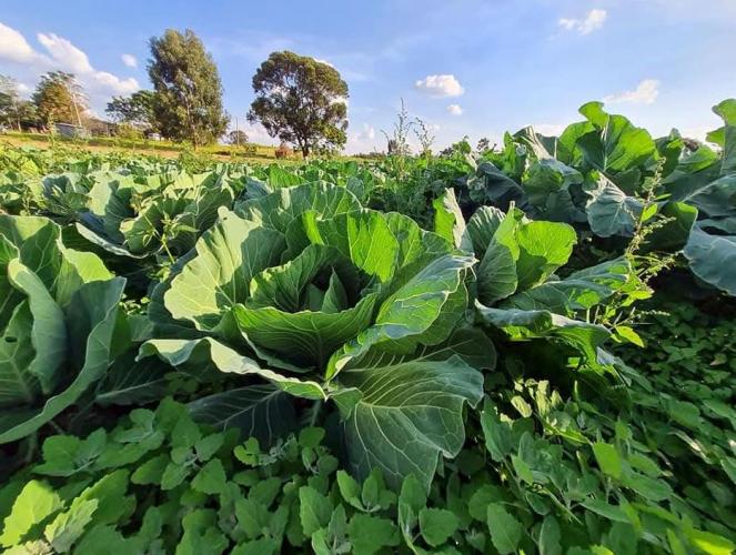 Paraná sanciona lei que fortalece a agroecologia e a agricultura familiar