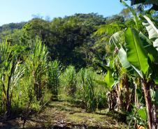 Quilombo em Guaraqueçaba - Paraná.