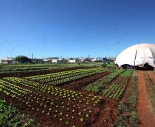 Economia Solidária e Autogestão em Cascavel.