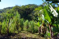 Quilombo em Guaraqueçaba - Paraná.