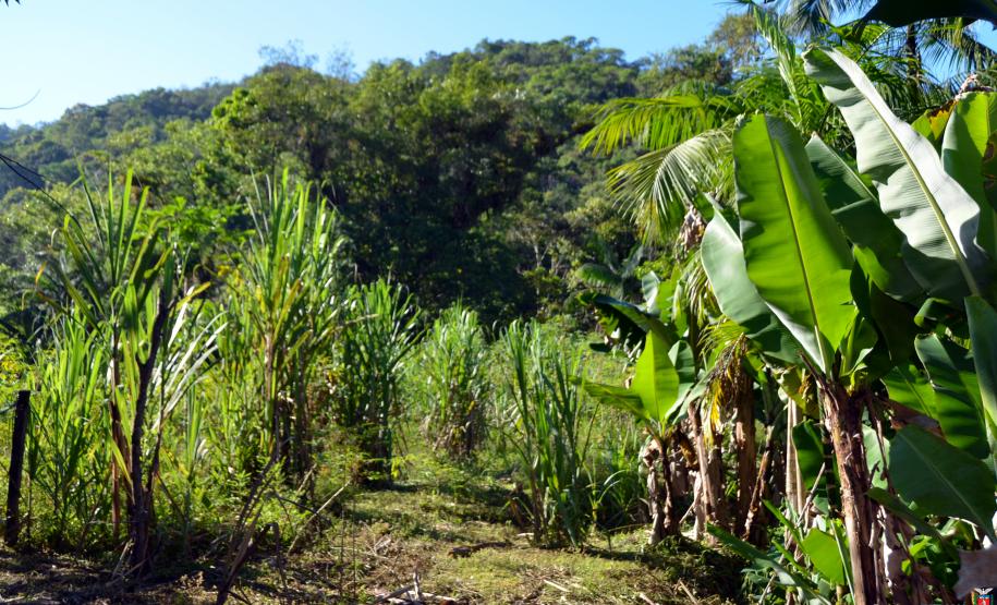 Quilombo em Guaraqueçaba - Paraná.