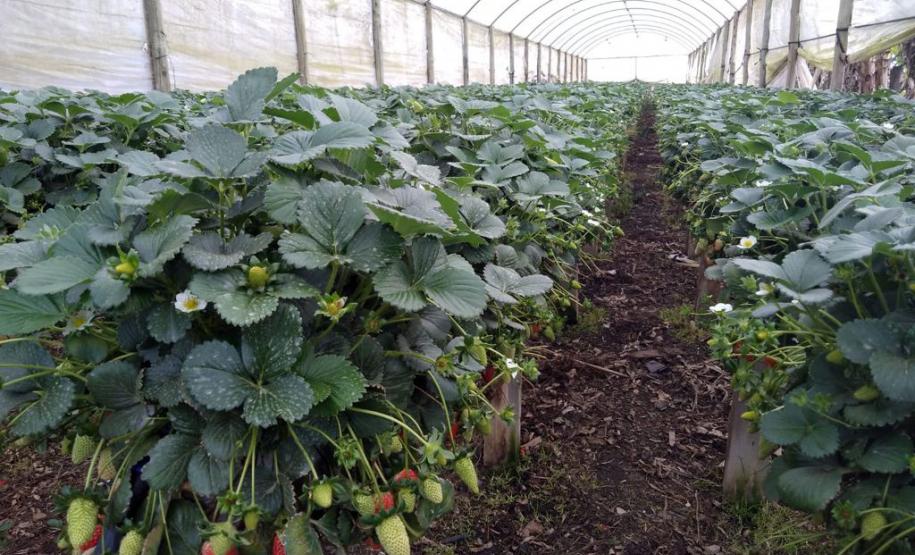 SUDIS faz visita técnica ao Assentamento do Contestado no Município da Lapa.