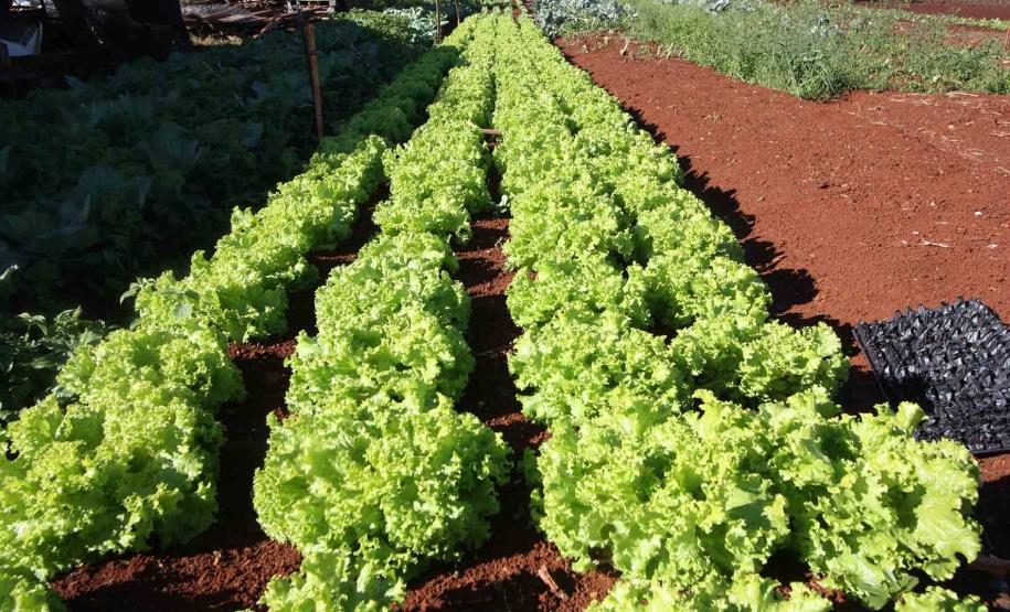 Economia Solidária e Autogestão em Cascavel.